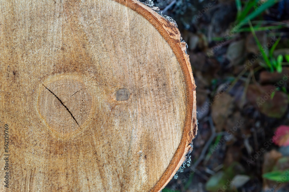 Birch log background Birch log background
