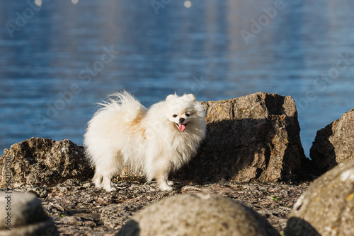 Portrait of White Spitz Dog ouutdoors. Pomeranian