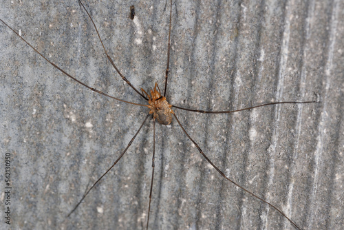 A large long-legged spider against a background of gray striped tiles.