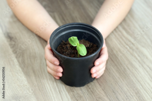A young pea seedling is growing in a plant pot. A child's hands hold the pot. A dicot seedling with two cotyledons. Sprout with the first two leaves. 