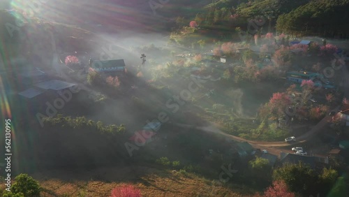 Aerial view of pink blossom Sakura flower or Prunus Cerasoides full bloom in Ban Rong Kla Village with the natural high area at Phu Lom Lo Mountain Loei, and Phitsanulok, Thailand.