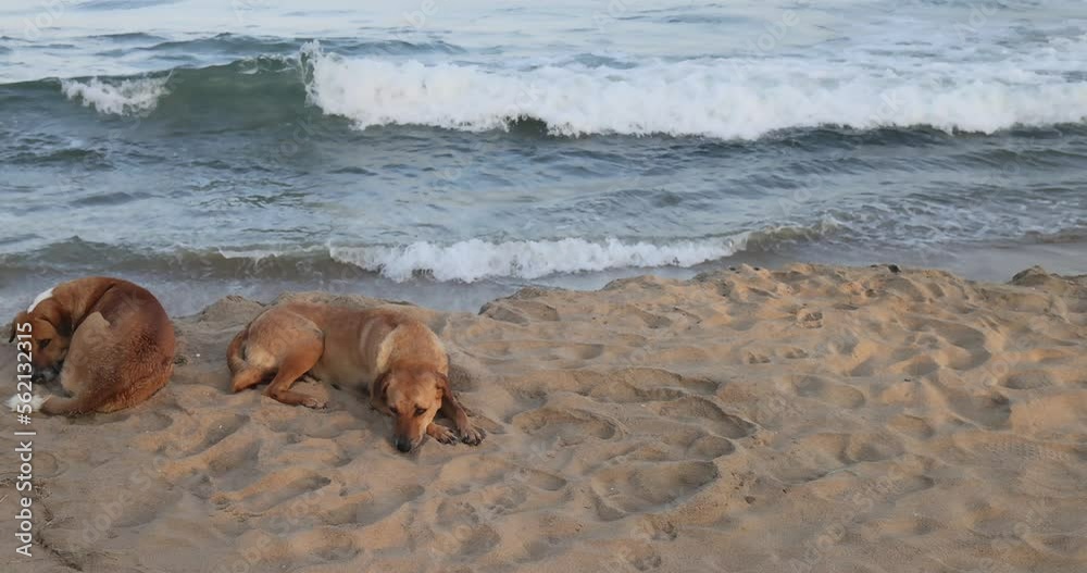adorable red cur dog with short fur lies on golden beach sand and sleeps in sunlight shadow close view slow motion.Concept tropical beach resort ogs lies in the shade of a palm tree on the beach, brea adorable red cur dog with short fur lies on golden beach sand and sleeps in sunlight shadow close view slow motion.Concept tropical beach resort ogs lies in the shade of a palm tree on the beach, brea