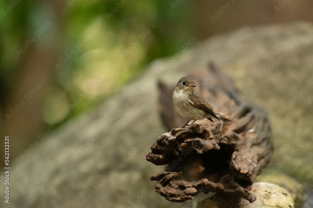 Asian Brown Flycatcher in forest