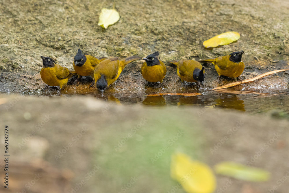 Obraz premium Black Crested Bulbul stand in the rain forest,