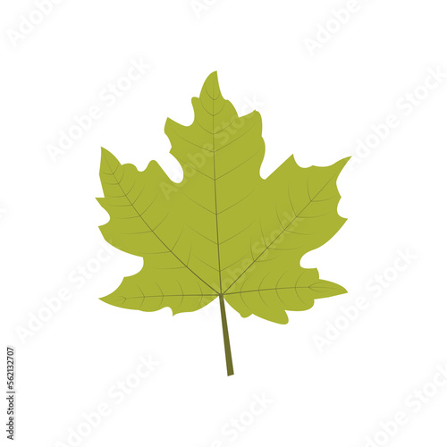 Maple leaf vector art illustration.