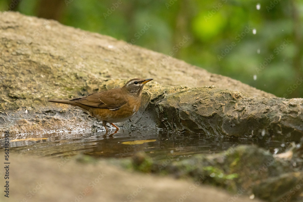 Eyebrowed Thrush bird in the rain forest