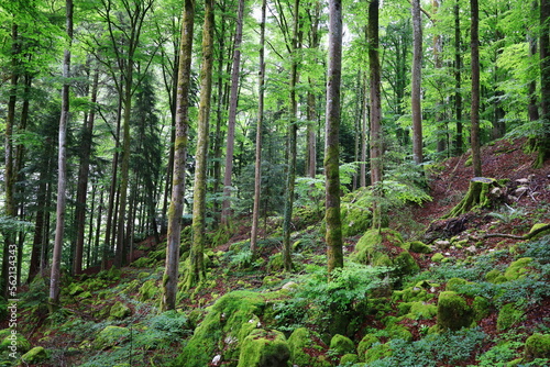 View in a forest just next to the gorges of Pont-du-Diable are gorges crossed by the Dranse de Morzine in the Chablais massif in Haute-Savoie
