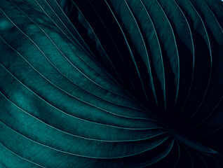 Dark moody aesthetic botanical closeup of stylish tropical leaves background, jungle paradise theme or exotic summer vacation concept