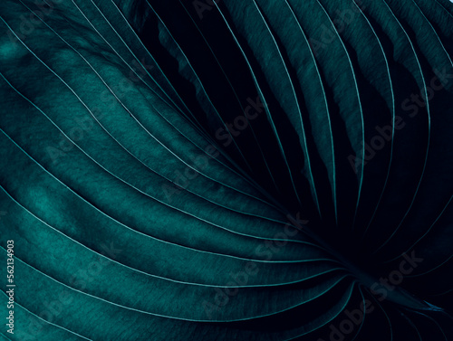 Dark moody aesthetic botanical closeup of stylish tropical leaves background, jungle paradise theme or exotic summer vacation concept © Carla Tracy