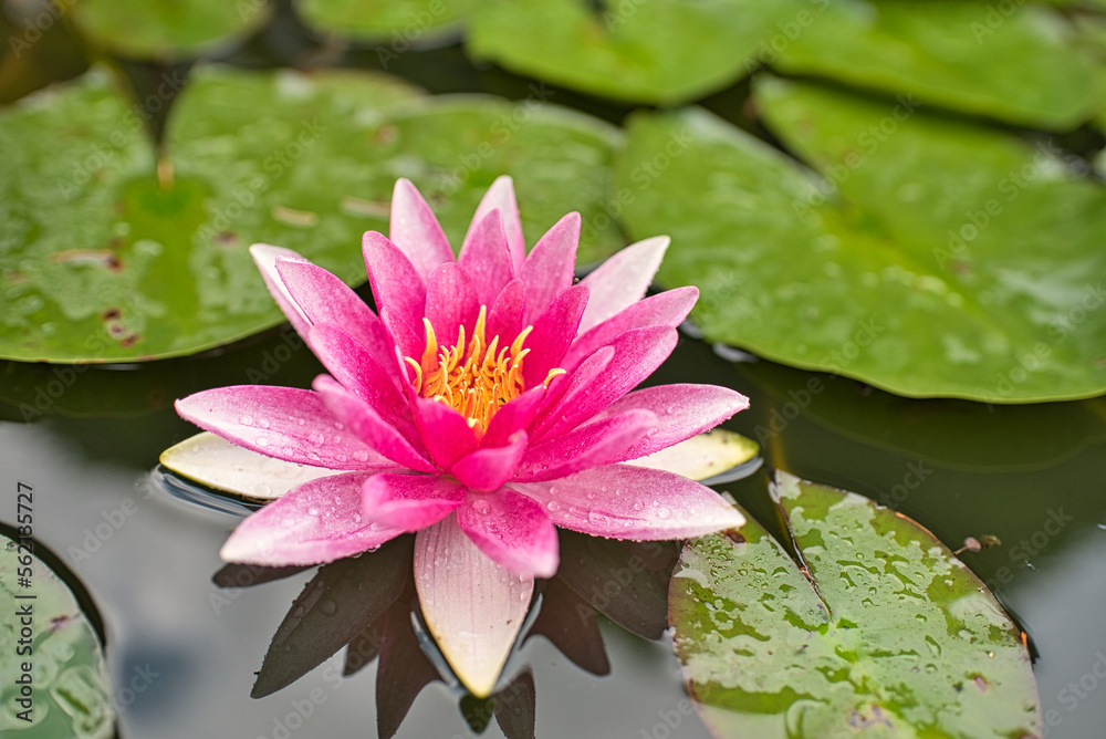Blüte einer Seerose im Teich Blüte einer Seerose im Teich