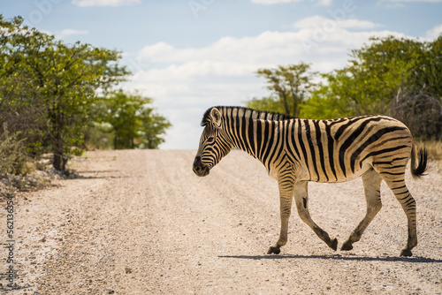 Etosha National Park Wildlife  Namibia