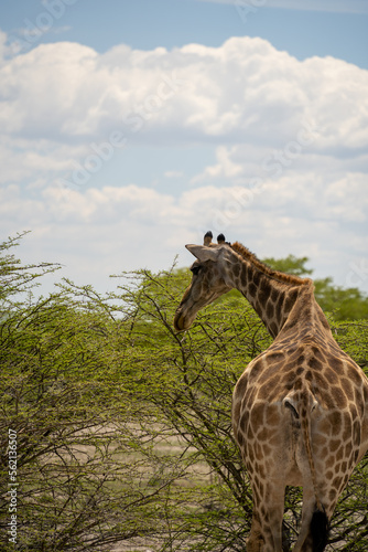 Fototapeta Naklejka Na Ścianę i Meble -  Etosha National Park Wildlife, Namibia