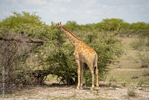 Etosha National Park Wildlife  Namibia