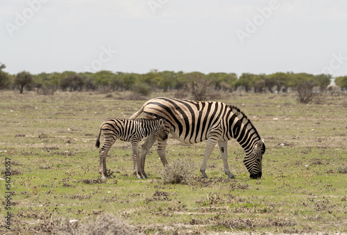 Etosha National Park Wildlife  Namibia