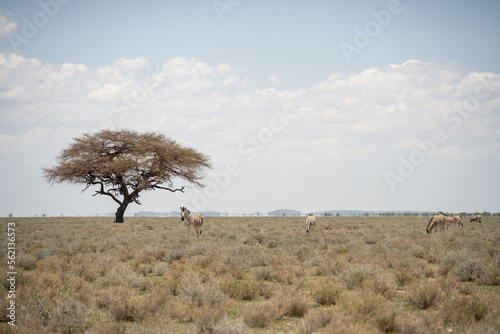 Etosha National Park Wildlife, Namibia