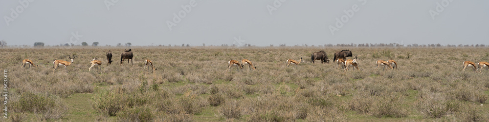 Etosha National Park Wildlife, Namibia Etosha National Park Wildlife, Namibia