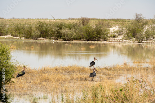Etosha National Park Wildlife, Namibia © mehdi33300