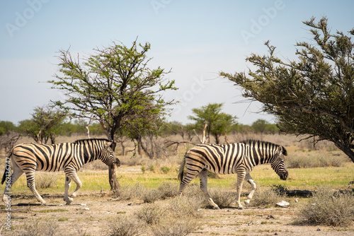 Etosha National Park Wildlife  Namibia