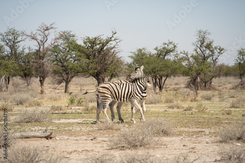 Etosha National Park Wildlife  Namibia