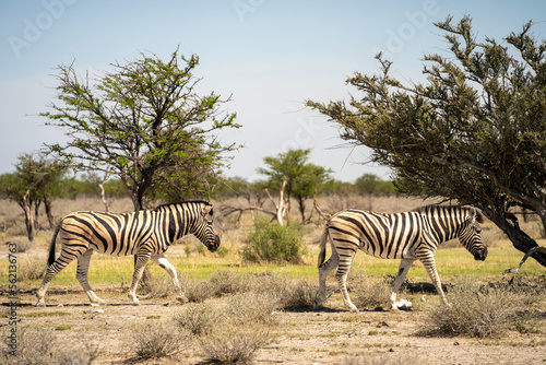 Etosha National Park Wildlife  Namibia