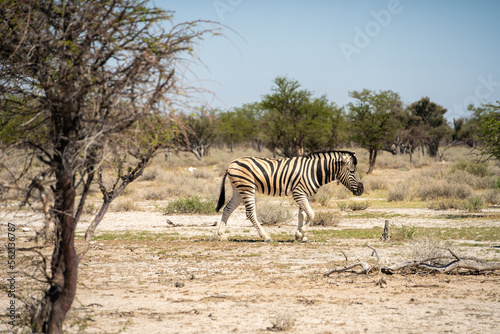 Etosha National Park Wildlife  Namibia