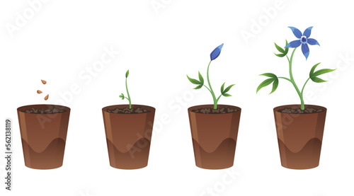 Flower growth stages in brown pot on white background. Phases from seed to sprout and bloom. Vector illustrations of sowing plant in soil