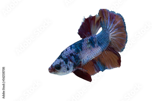 colorful Betta fish, without background. 