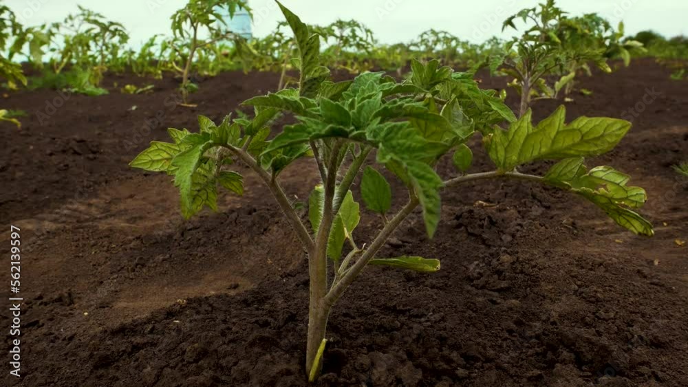 A young green small tomato bush, a freshly planted tomato seedling in the open ground. Planting vegetable seedlings in the spring. Agriculture. cultivation of tomatoes. growing tomato bushes on the A young green small tomato bush, a freshly planted tomato seedling in the open ground. Planting vegetable seedlings in the spring. Agriculture. cultivation of tomatoes. growing tomato bushes on the