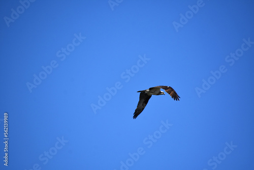 Osprey Flapping His Wings in Flight in Blue Skies