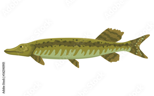 Fototapeta Naklejka Na Ścianę i Meble -  Fish sorts or types. Freshwater fish. Hand-drawn color illustration of inland fish. Commercial fish specie