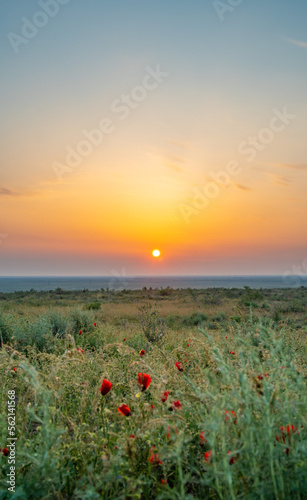 Paradise dawn in the spring in the flowering steppe of Kazakhstan.