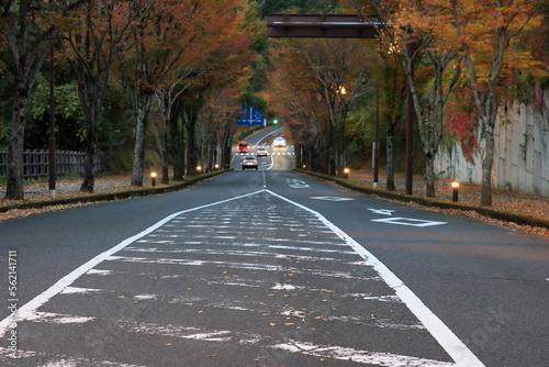 秋の夕暮れの道沿いの並木