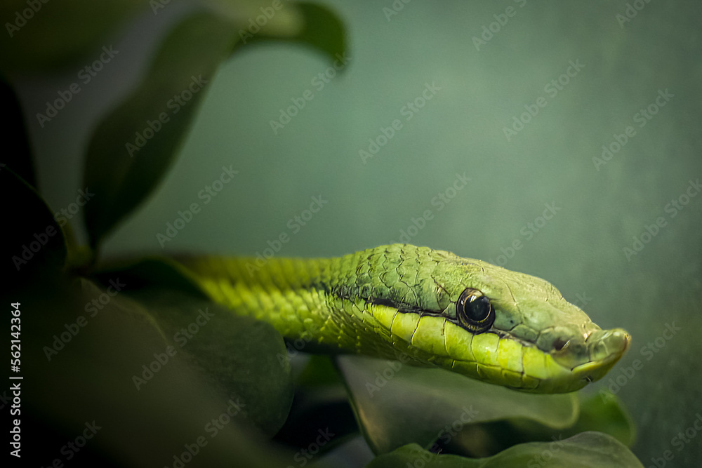 A green racer snake hiding in a tree A green racer snake hiding in a tree