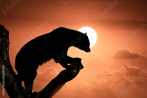 Silhouette of a bear in the top of a tree at sunset