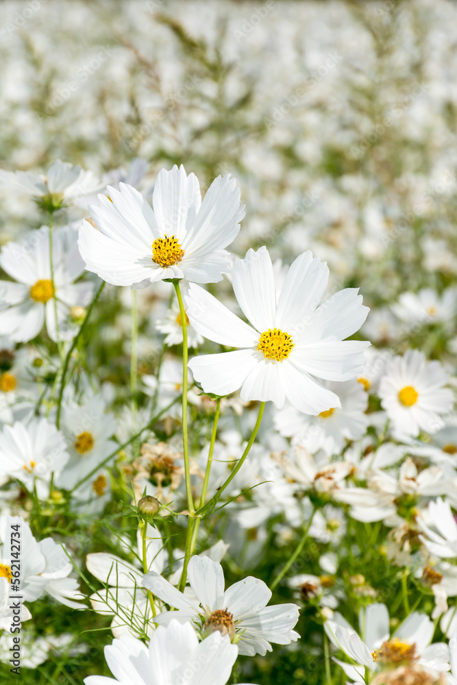 Beautiful Cosmos (Coreopsis tinctoria Nutt.) flowers in the park. Beautiful Cosmos (Coreopsis tinctoria Nutt.) flowers in the park.