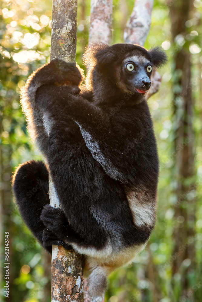 Naklejka premium Indri - Indri indri, rain forest Madagascar east coast, Cute primate, Madagascar endemite. The largest lemur.