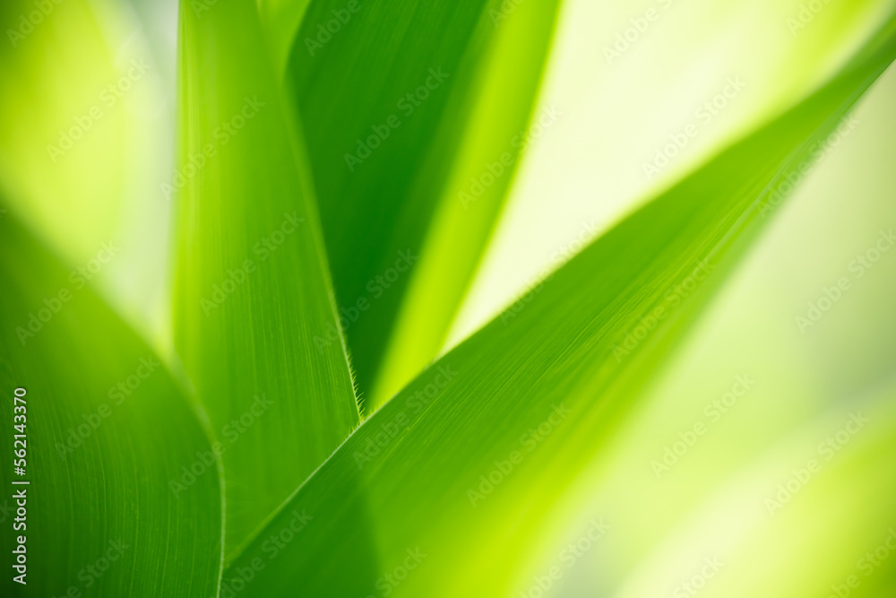 Natural green leaf texture with sun light use for nature background wallpaper cover page Natural green leaf texture with sun light use for nature background wallpaper cover page