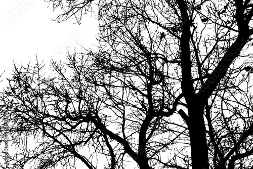 Tree branch silhouette on transparent background