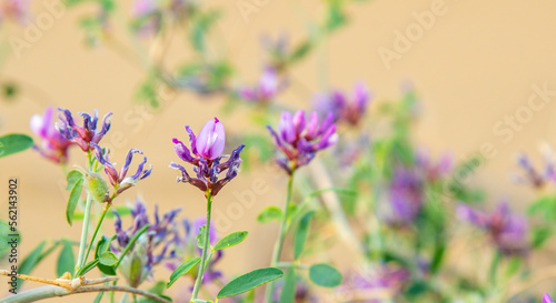 Juicy purple flowers in the desert of Kazakhstan