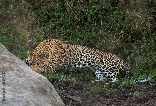A huge male leopard resting near a rock outcrop at Masai Mara  Kenya