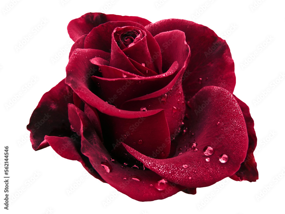 custom made wallpaper toronto digitalBig dark red rose with water drops and isolated background, png