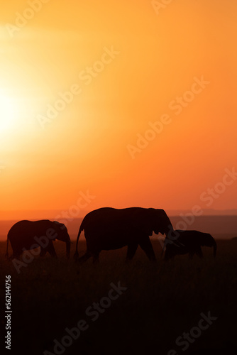 Silhouette of African elephant with calf during sunset, Masai Mara, Kenya