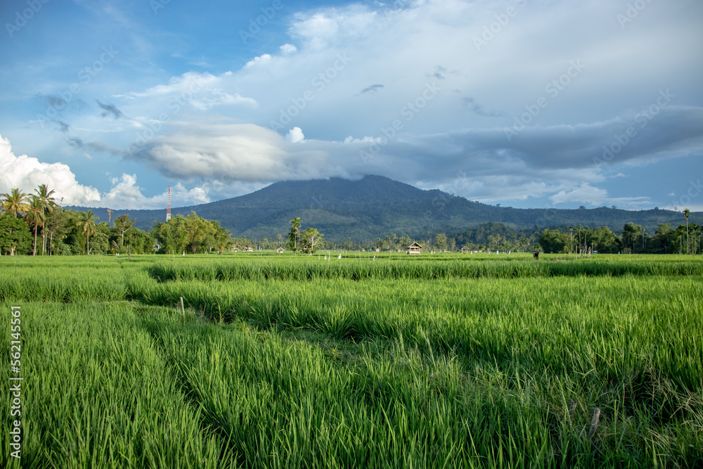 Green rice fields with mountains in the background, Aceh Province, Indonesia