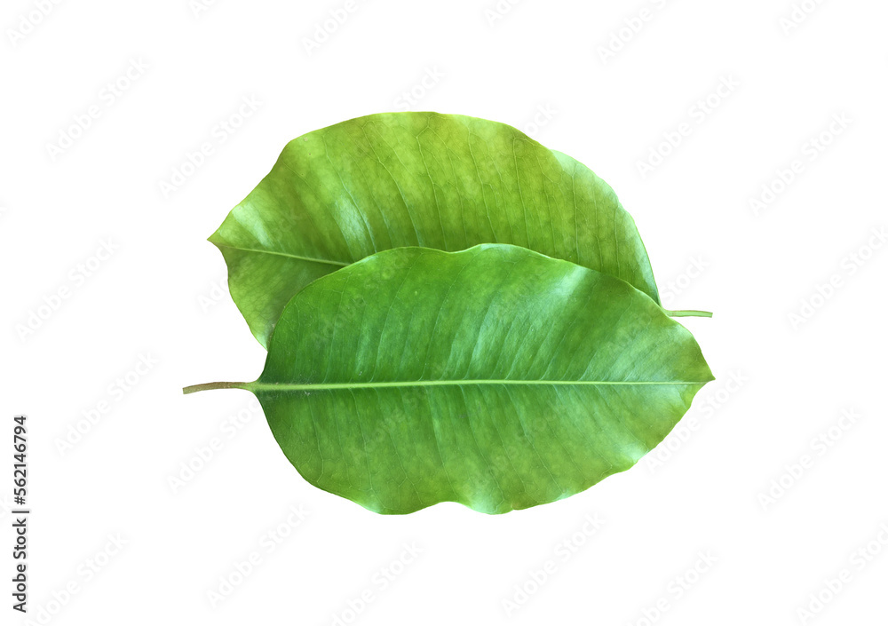 Obraz premium Isolated front surface leaf of mimusops elengi, spanish cherry, medlar or bullet wood on white background, clipping paths.