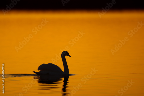 swan on sunset