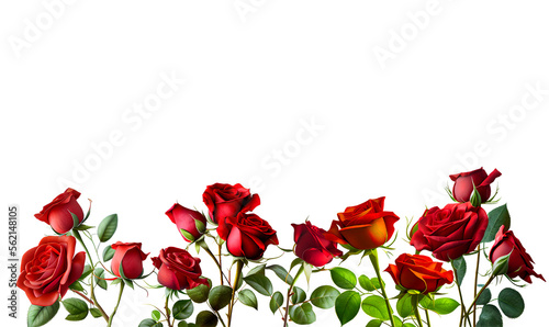 red rose on white background For the day of love and Valentine's Day