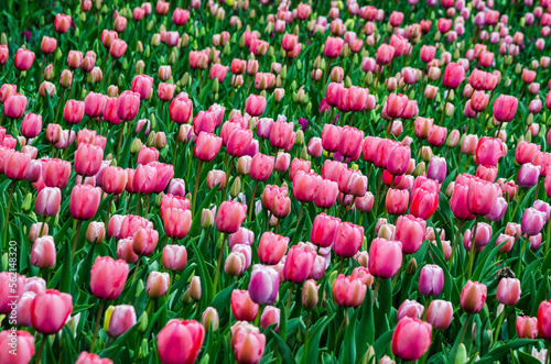 field of tulips