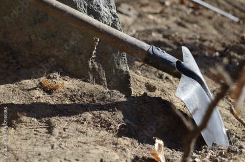 lizard on the ground