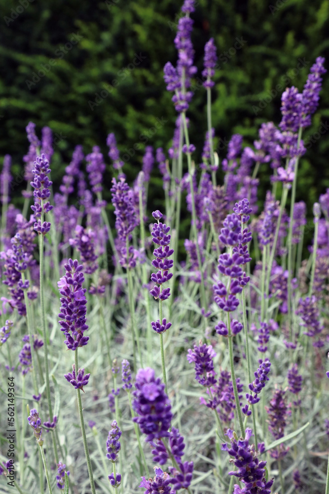 Obraz premium Bed of English Lavender, Yorkshire England 
