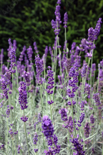Bed of English Lavender, Yorkshire England 
